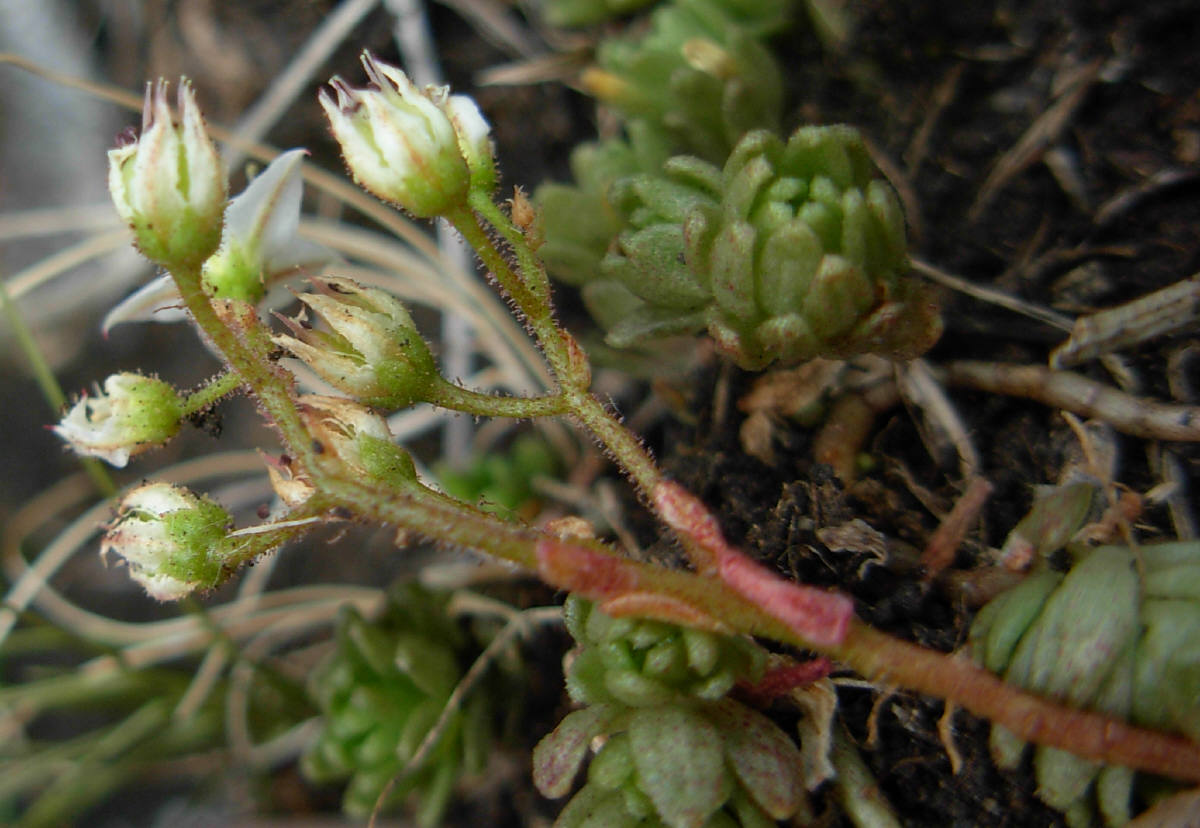 Sedum monregalense / Borraccina di Mondovi